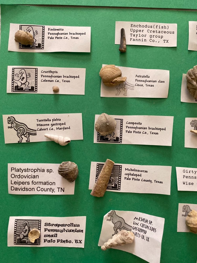 30 different identified fossils Set #3 identified labeled and bagged