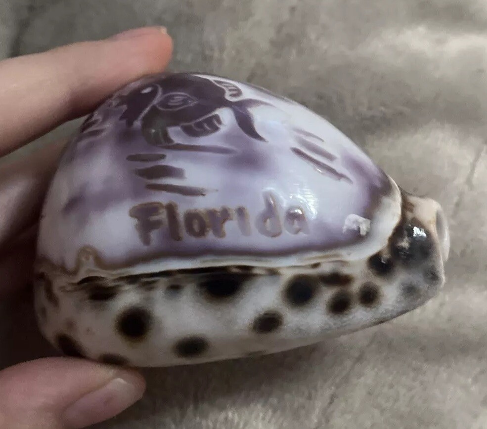 Carved Sea Shell Souvenir Florida