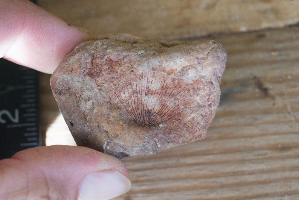NE Oklahoma Fossil
