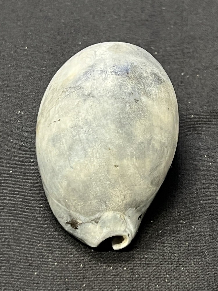 EXTINCT Fossilized COWRIE Shell From Central Florida - Pliocene Era.