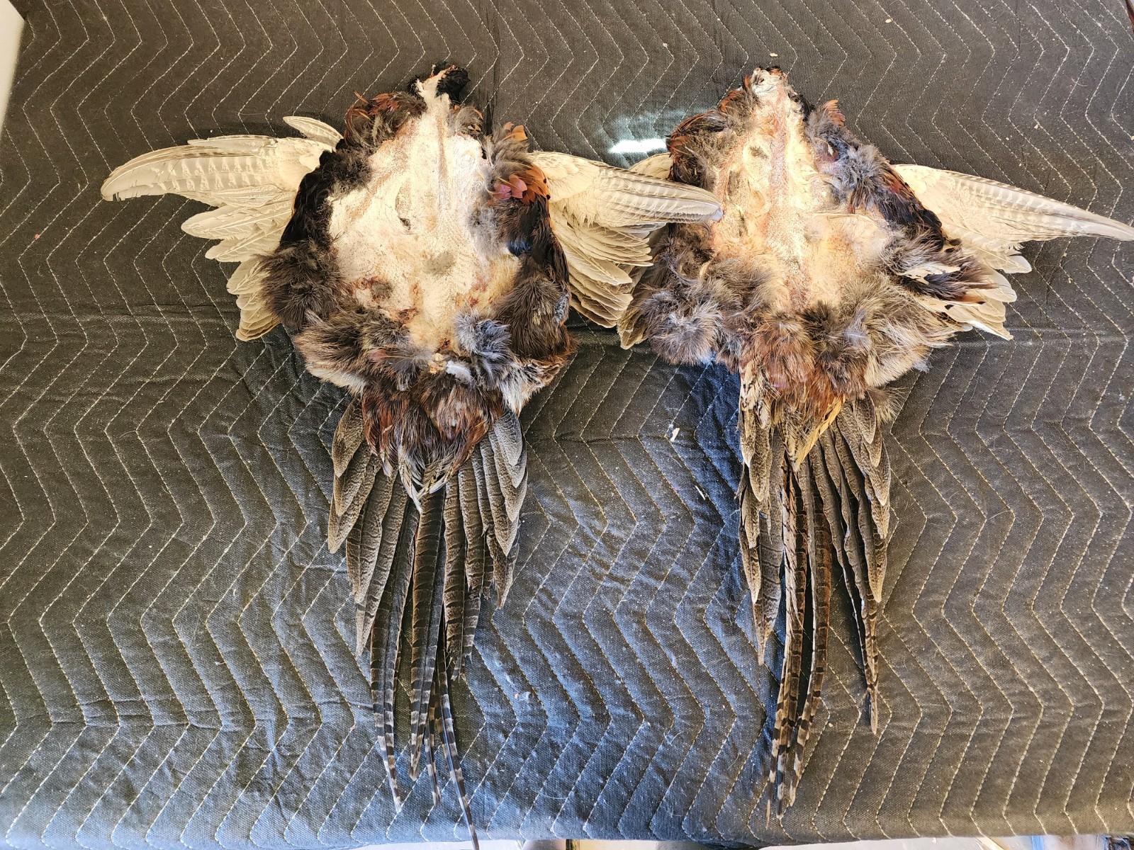 2 Ring Necked Pheasant Pelt Feathers Fly Fishing Material Dog Training Crafts