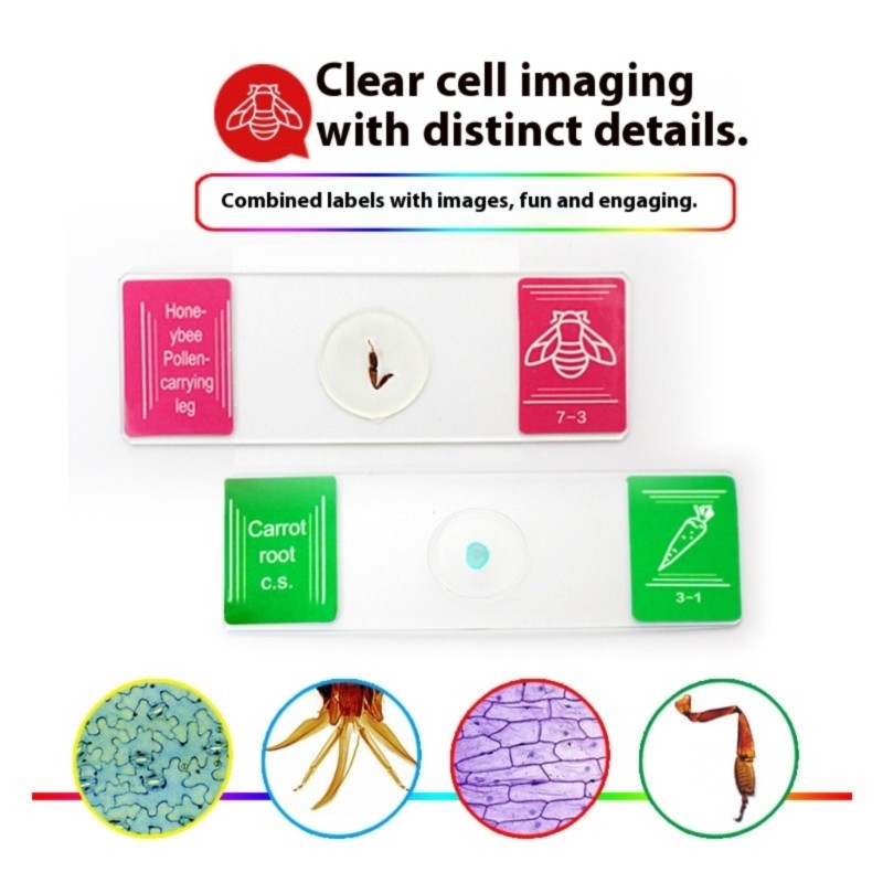 35PCS Lab Grade Microscope Slides Set Seven Types for Biology Students
