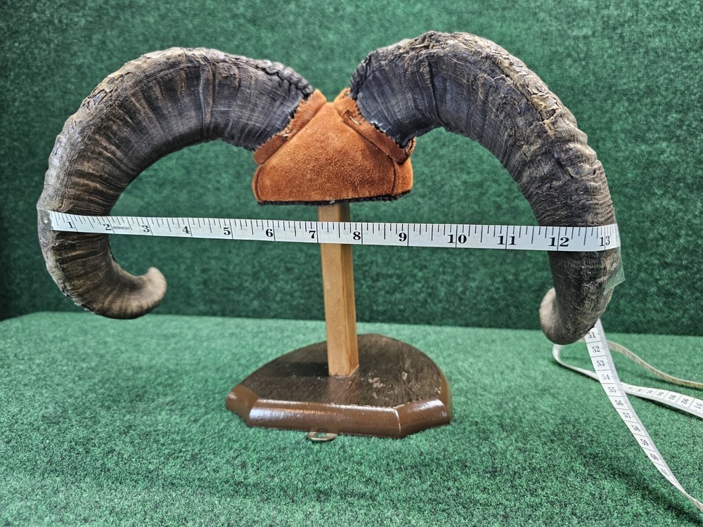 Rams Horn Taxidermy Mount
