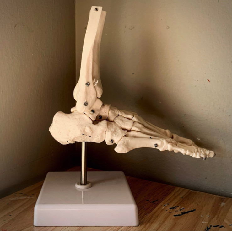 Human Skeletal Anatomy Study Model