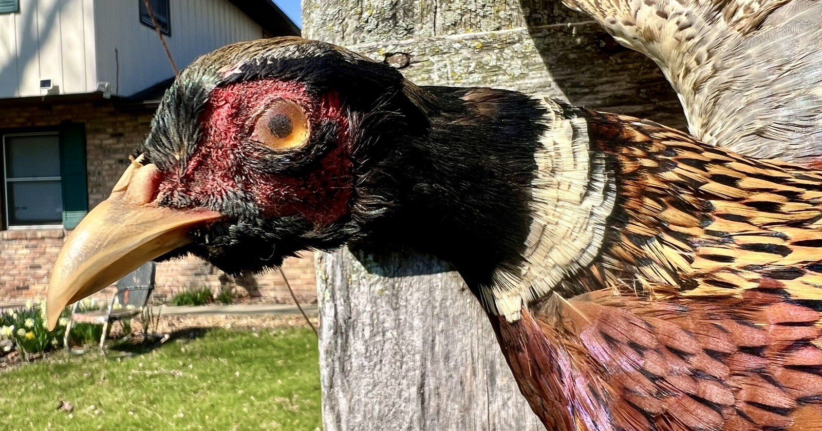 Vintage PAIR Real Ringneck Flying Pheasants Wall Mounts Taxidermy LOCAL PICKUP