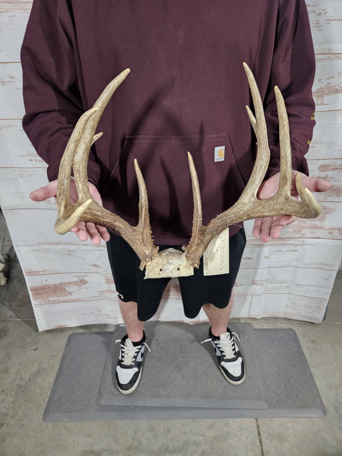 Wild 11 Point Whitetail Deer Antler Rack Horn Skull Plate Decor Man Cave 146"