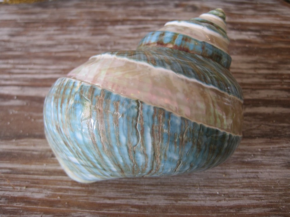 Green Banded Snail Shell, Turbo Shell, Seashells, Polished Shell