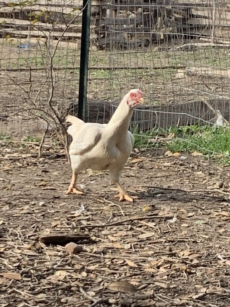 6 Largefowl White Cornish Hatching Eggs