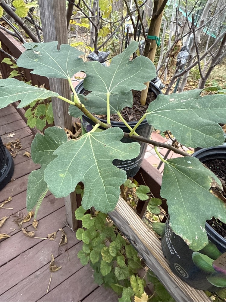 Kadota Fig tree