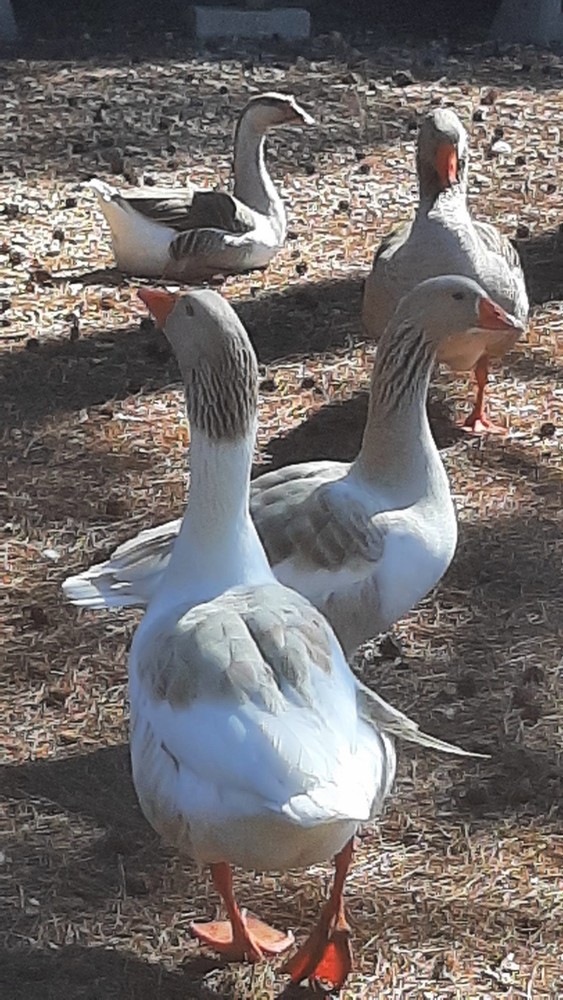 Available Now 5 + 1 Extra Fancy Breeds Geese Hatching Eggs