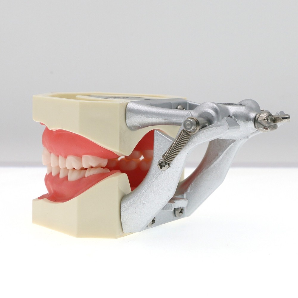 Dental Teeth Model Kit w/ Replaceable Teeth, Implant, Brackets, Mounting Pole