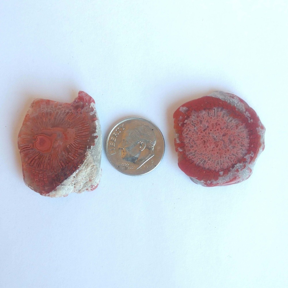 Fossilized Red Horn Coral Slices