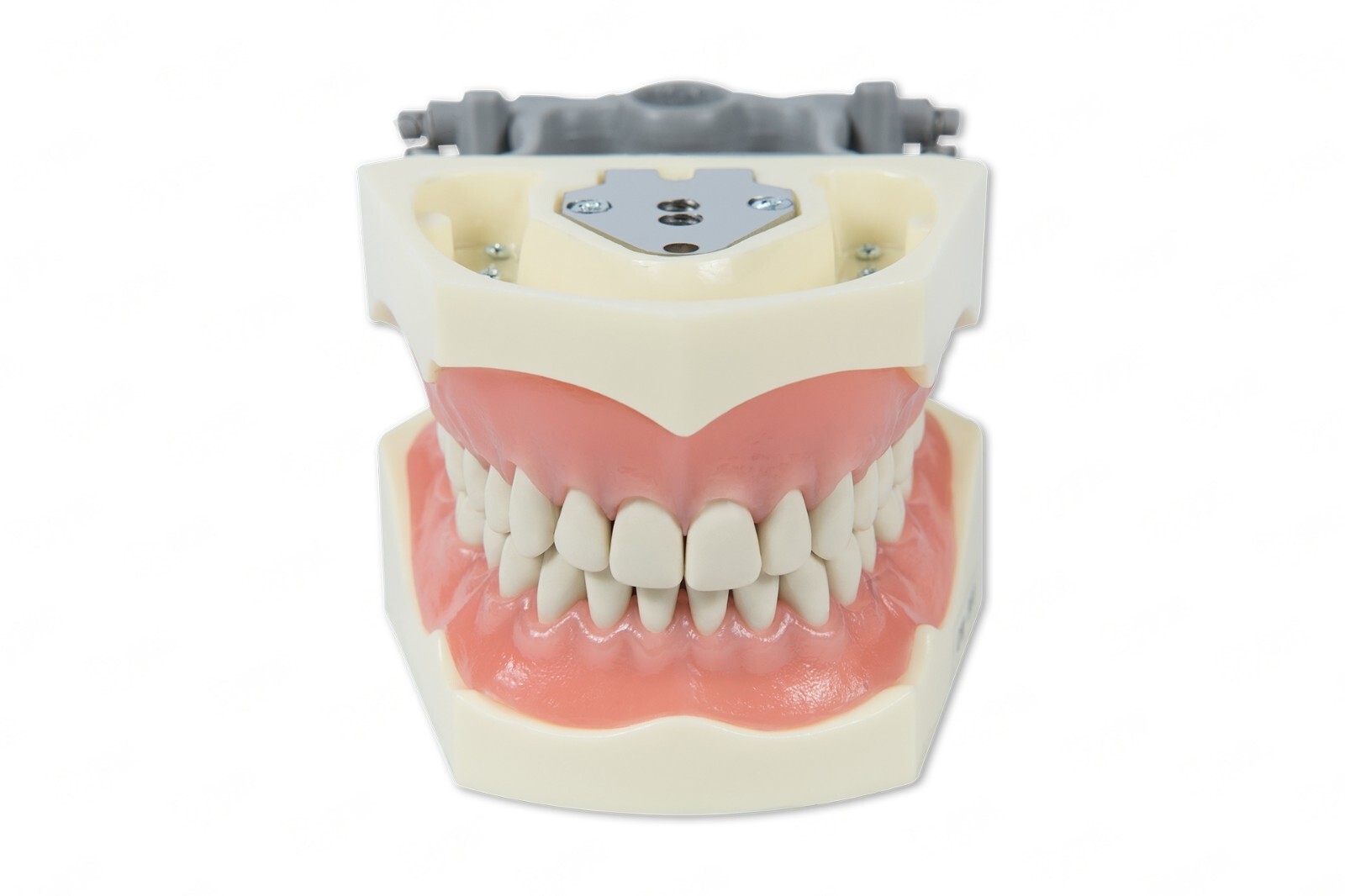DENTAL TYPODONT MODEL 860 TEACHING MODEL FITS COLUMBIA BRAND REMOVABLE TEETH