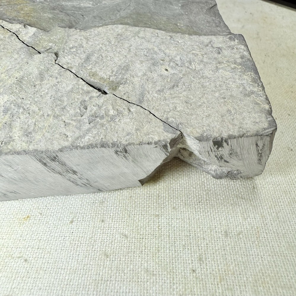 NICE Phacops Trilobite Plate ~ Penn Dixie New York ~ Devonian Period