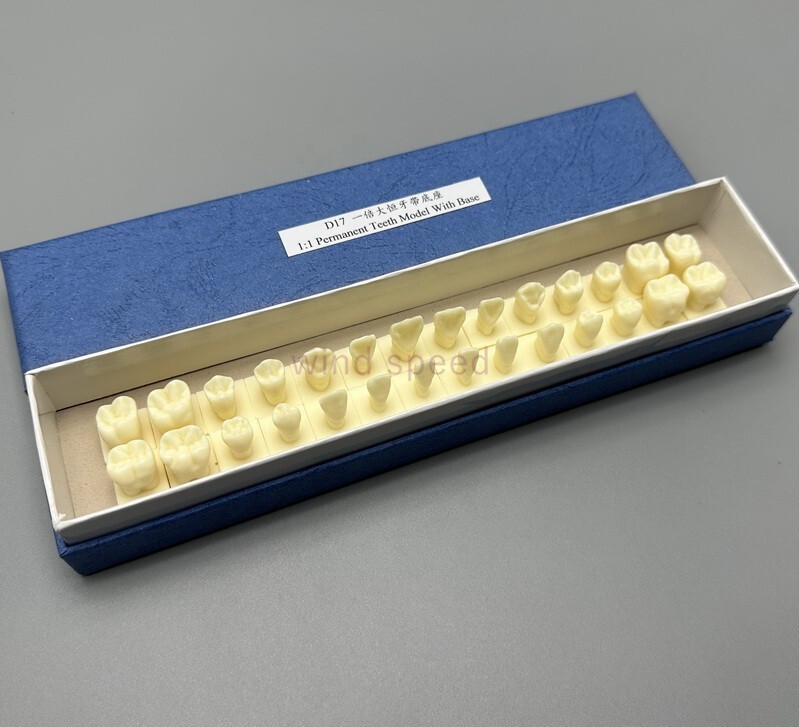 28pcs Permanent Teeth Model With Base 1:1 Resin Natural size Anatomical Models