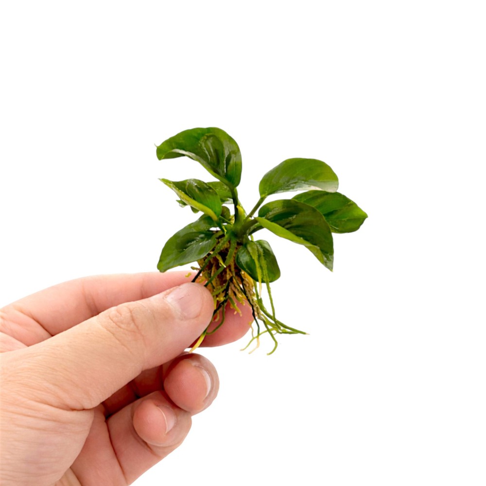 Anubias Butterfly (Small Size)