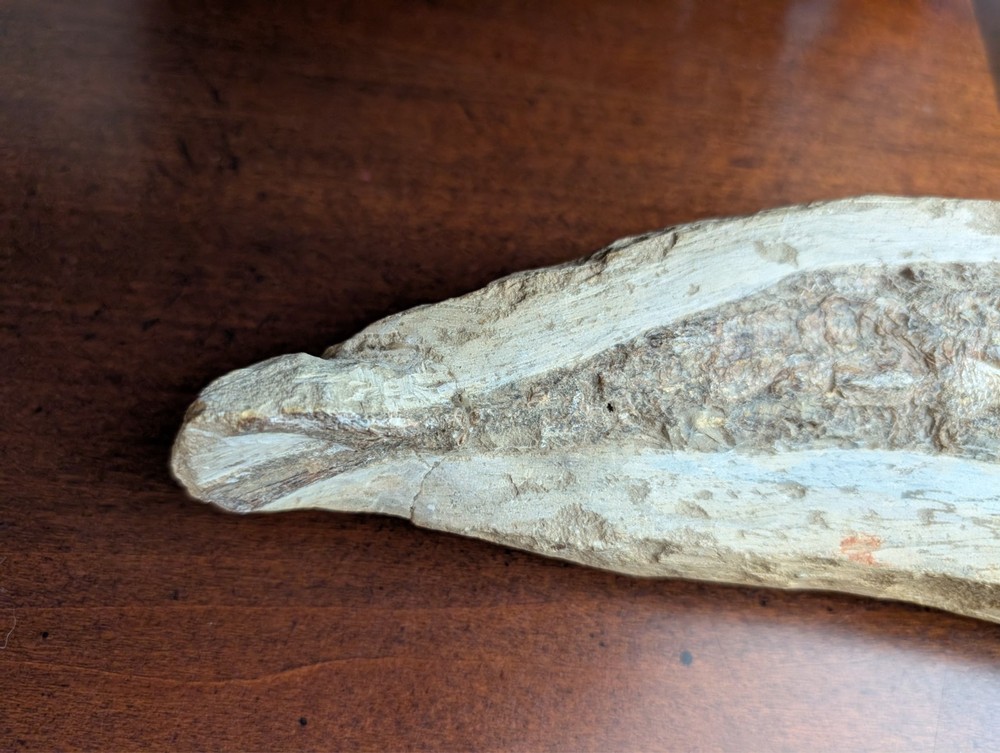 Living Fossil Fish Concretion Fossilized fish specimen