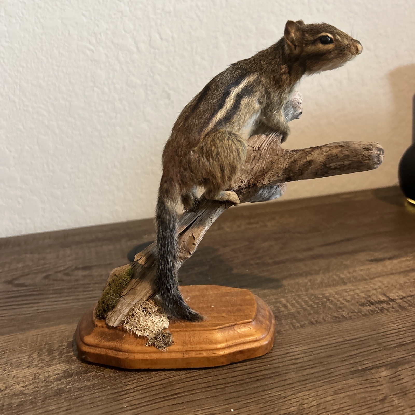 Chipmunk On Base ~ Taxidermy