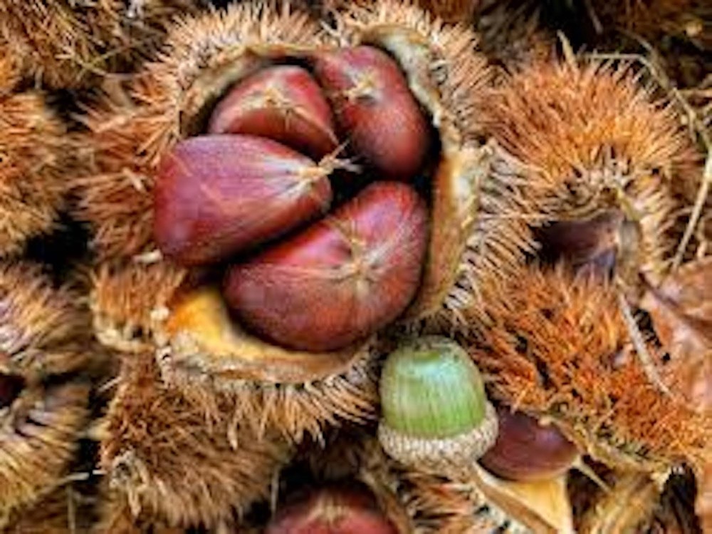 1 Dunstan Chestnut Tree 12-24" Tall Hybrid Tree Bare Root