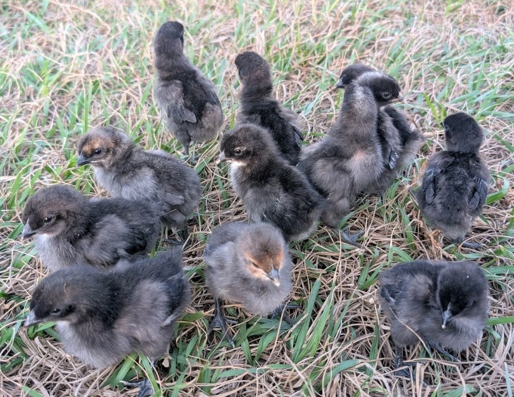 6 Zombie & Fibro Egger Hatching Eggs