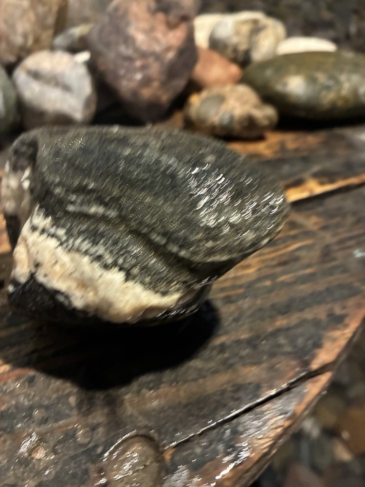 Rocks for Tumbling Lapidary Material Rough