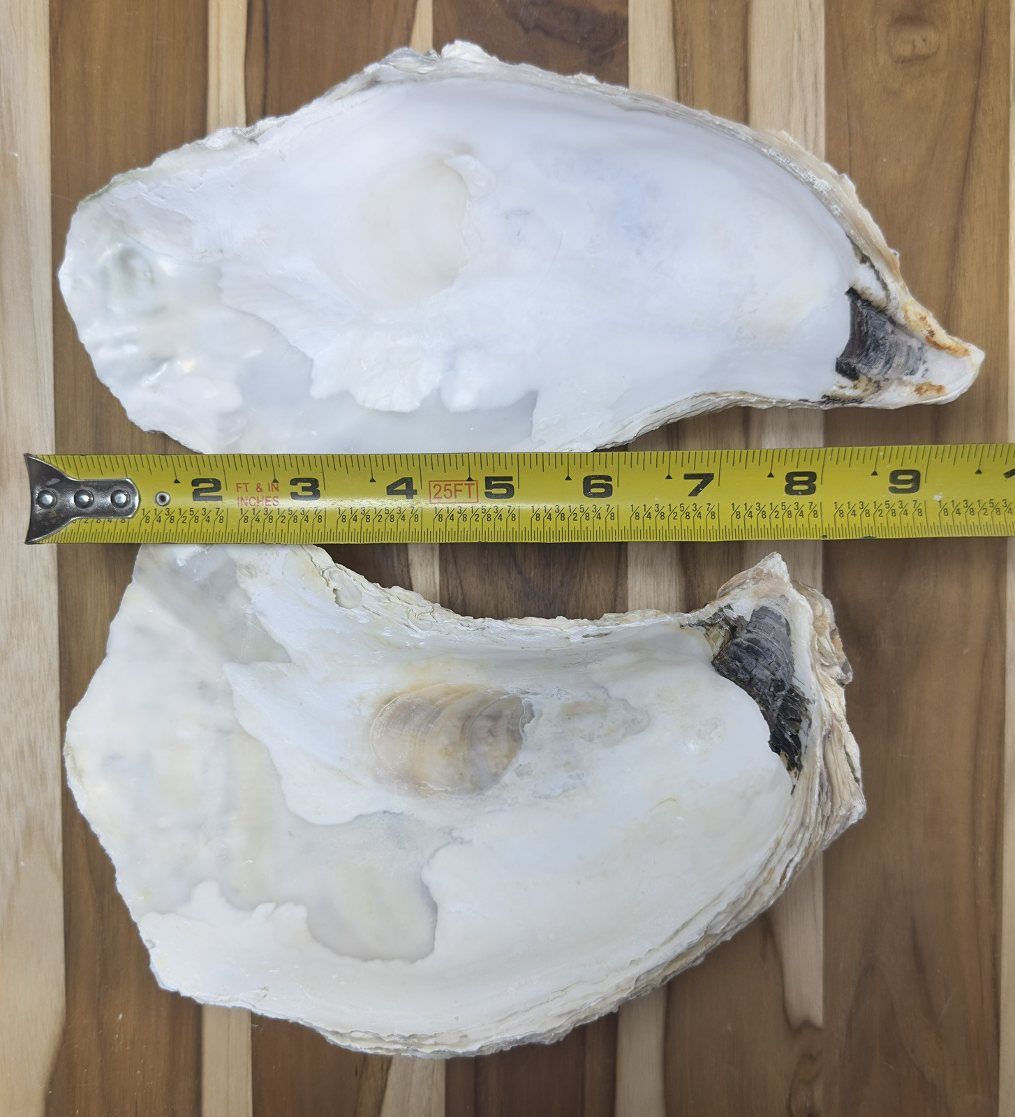 12 Oyster Shells Cup Side 7-9” Bulk Clean No Smell Art Jewelry Dish