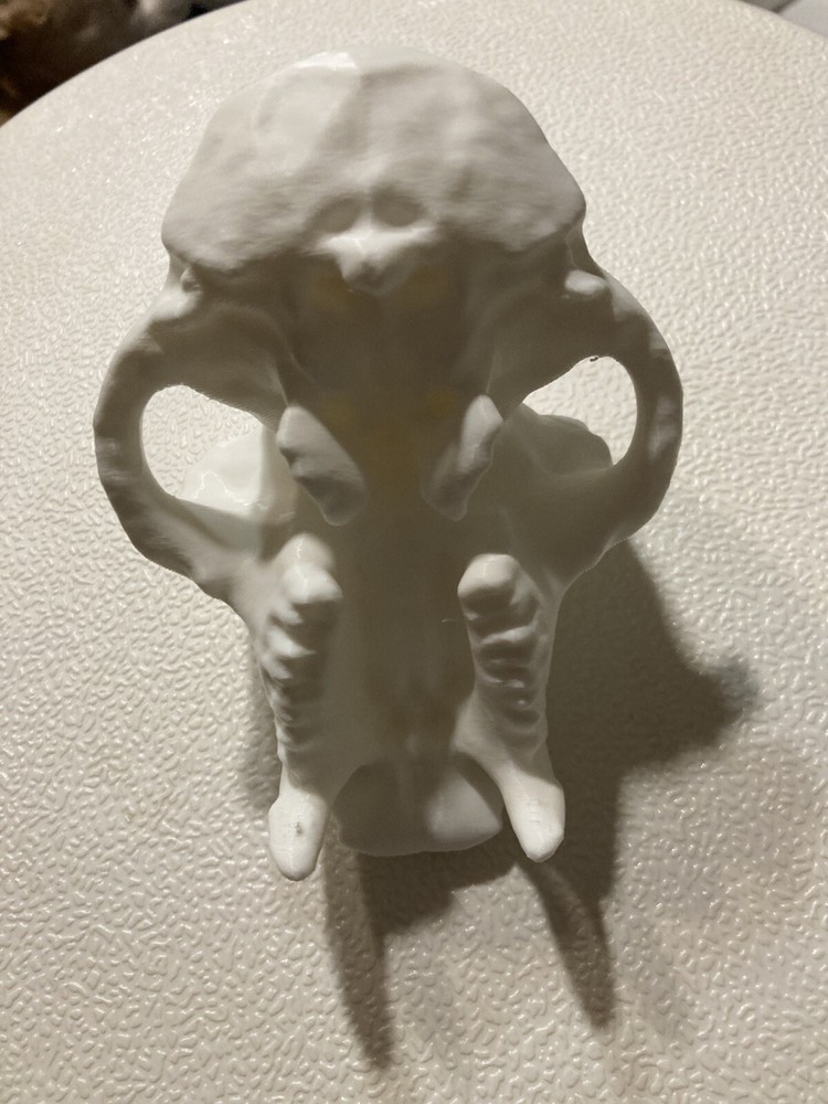 Chimpanzee Skull Replica Uppet 3D Printed
