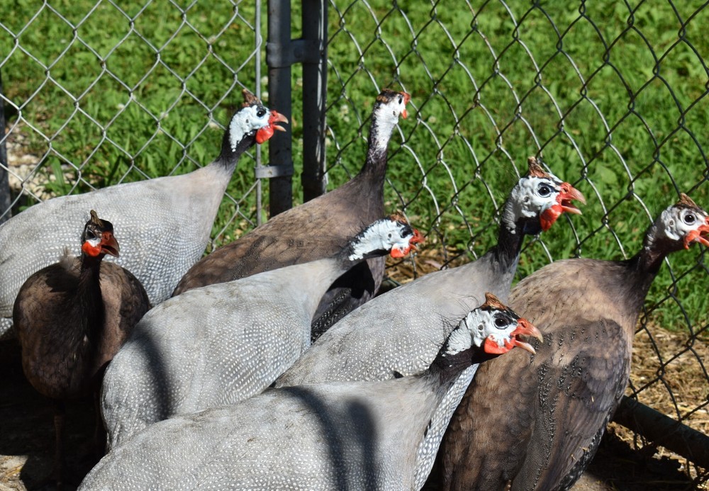 ****** Lavender Purple Chocolate Guinea Hatching Eggs 10 + extras Eats ticks