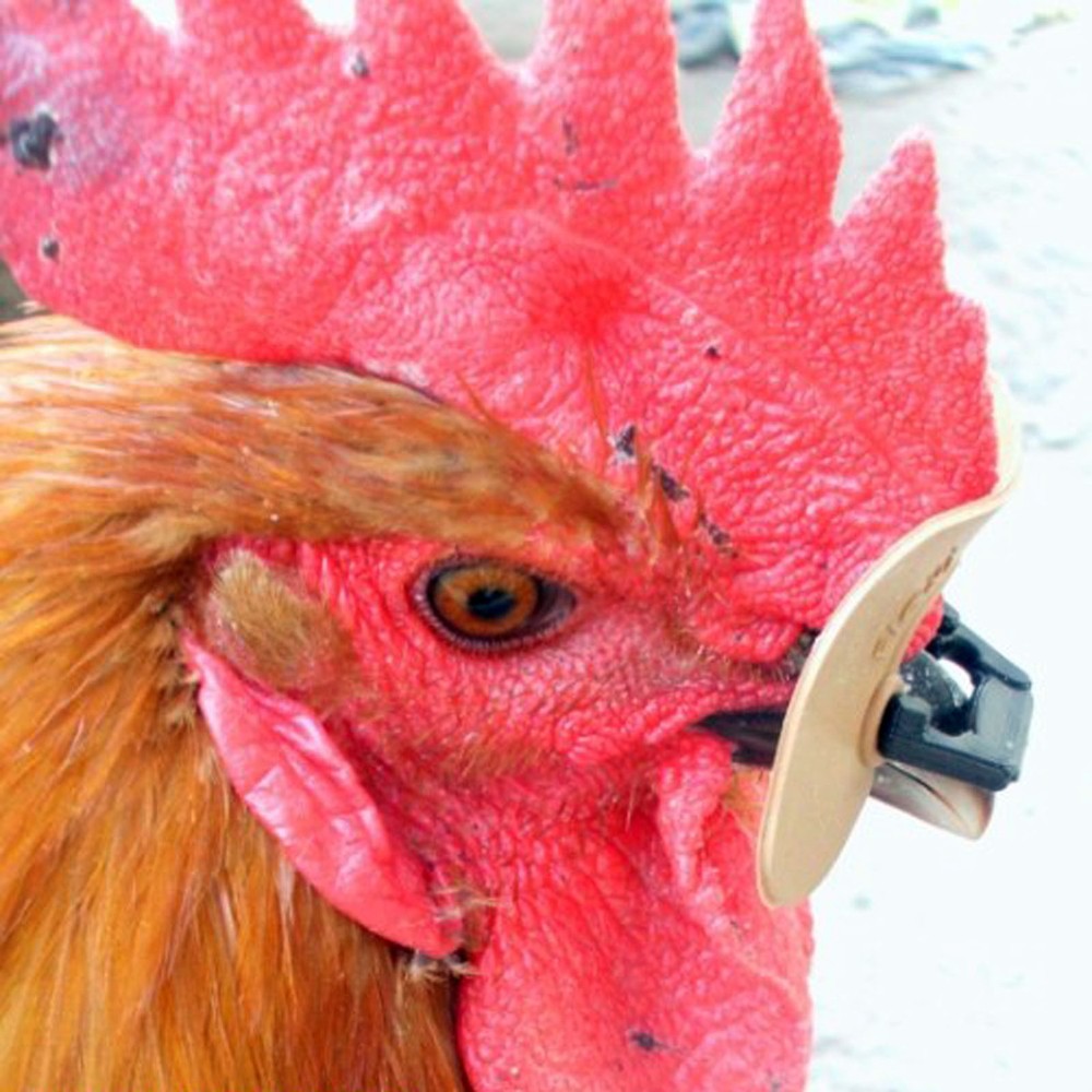 12pc Soft Pinless Chicken Peepers Pheasant Poultry Blinders Spectacles