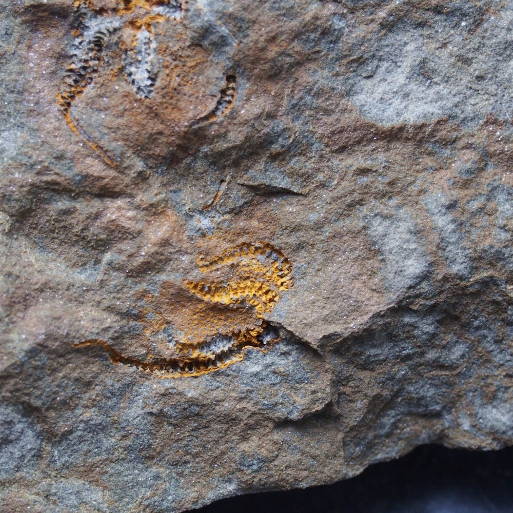 Edrioasteroid Protaster sp. Echinoderms Ordovician Fossil Fossilien