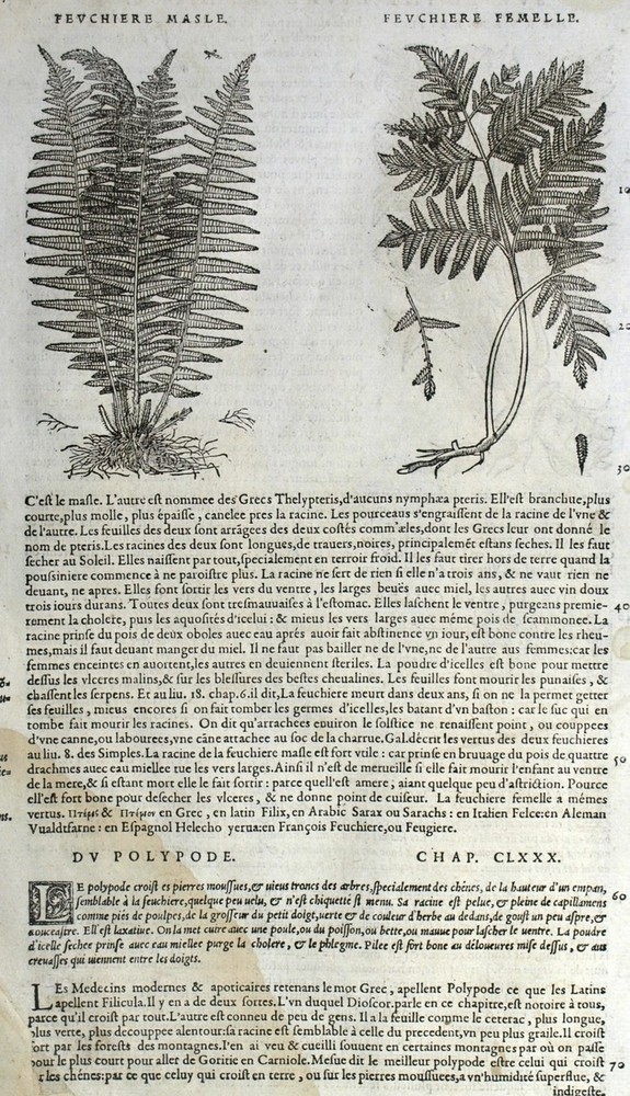 Ferns Marvel Botanical Matthioli Mattioli Matthiole Dioscorides Engraving