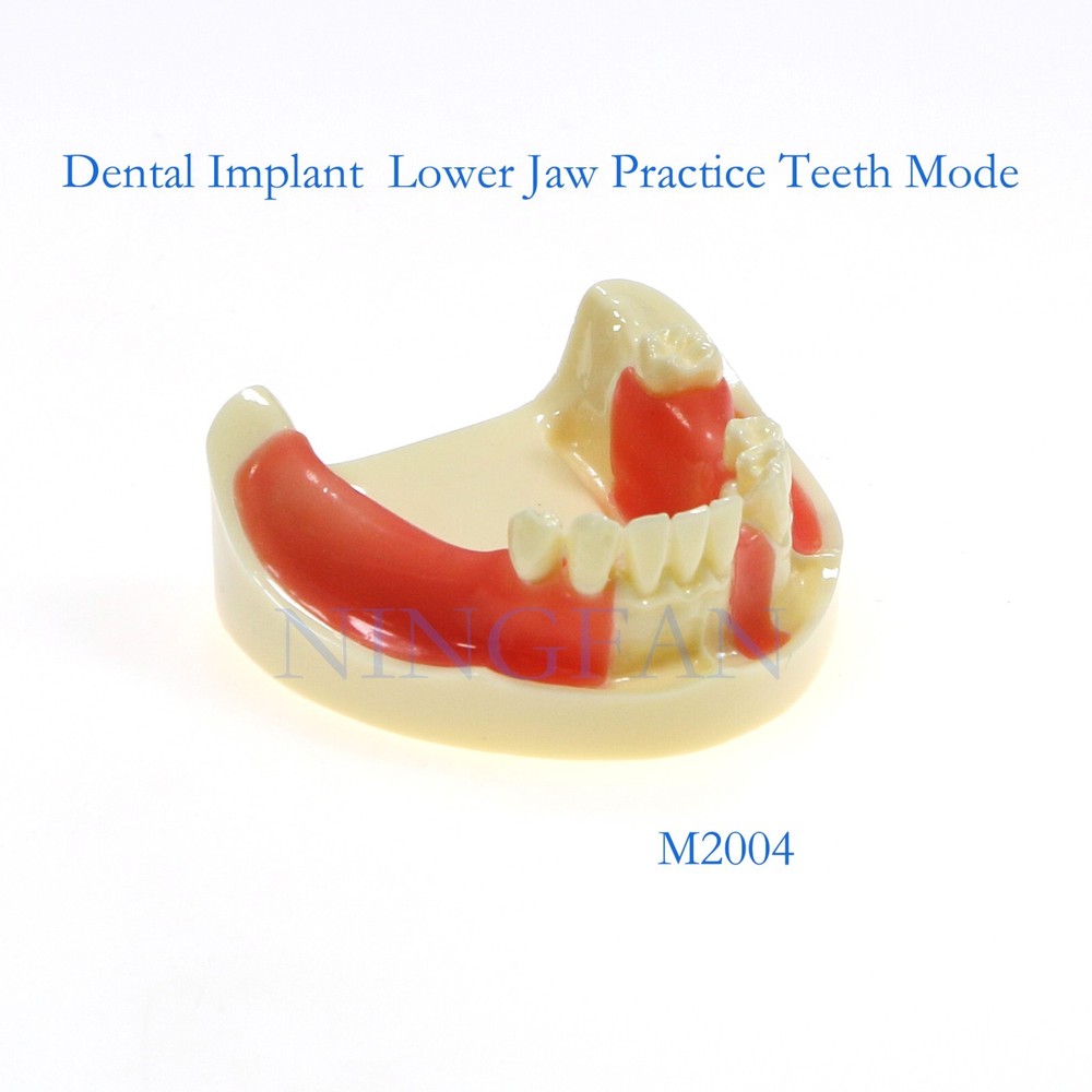 Dental Implant Practice Model, Lower Jaw Drilling, Maxillary Sinus Lifting Type