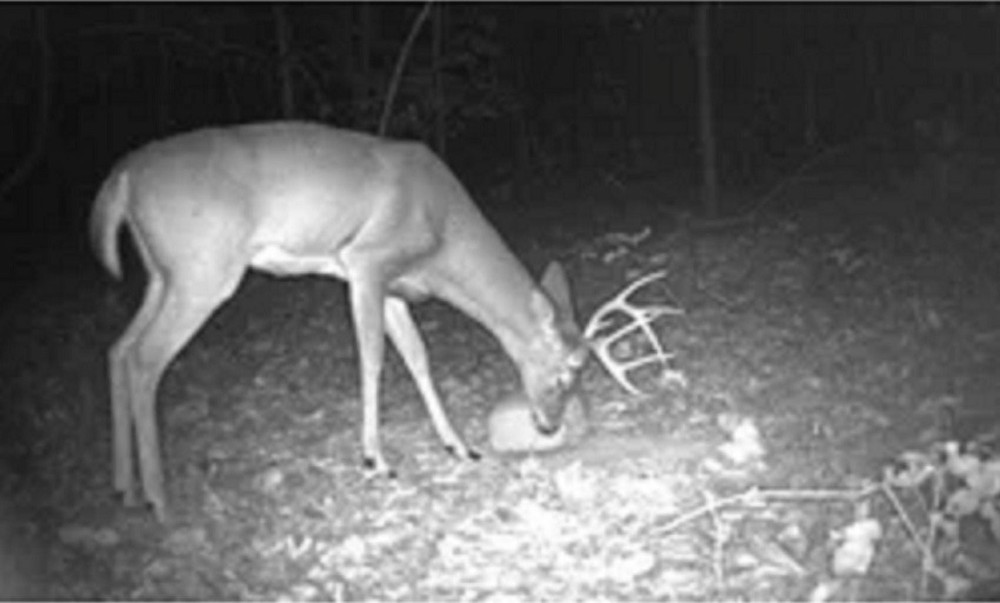 Deer Block 20lb,FREE SHIPPING