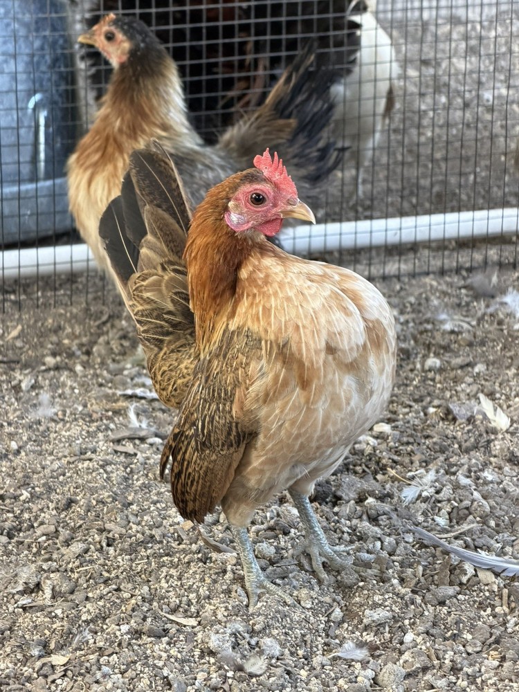 12 ++ Serama Hatching eggs NPIP/AI and PT Clean