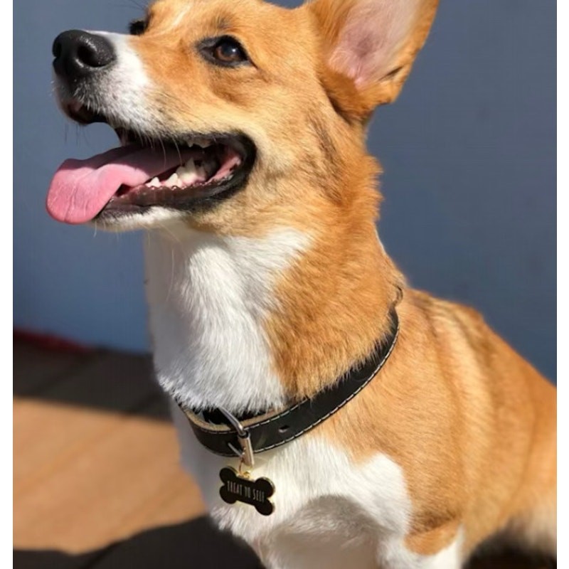 Two Tails Pet Company "Treat Yo Self” Personalized Dog ID Tag