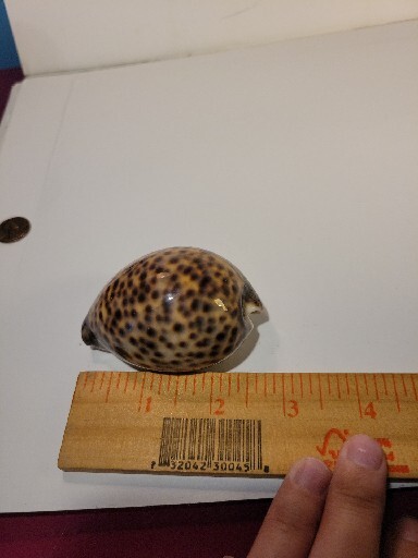 Hand Picked Cyprae Tigris Shell