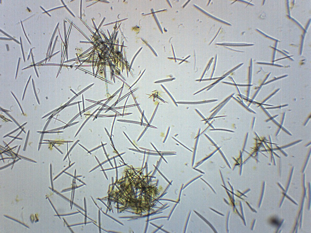 Mixed Spicules - Prepared Microscope Slide - 75x25mm - Eisco Labs