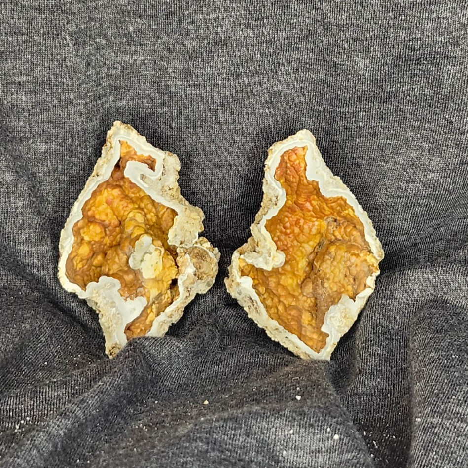 Florida Agatized Coral Fossil Pair, unpolished Chalcedony Fluorescent!