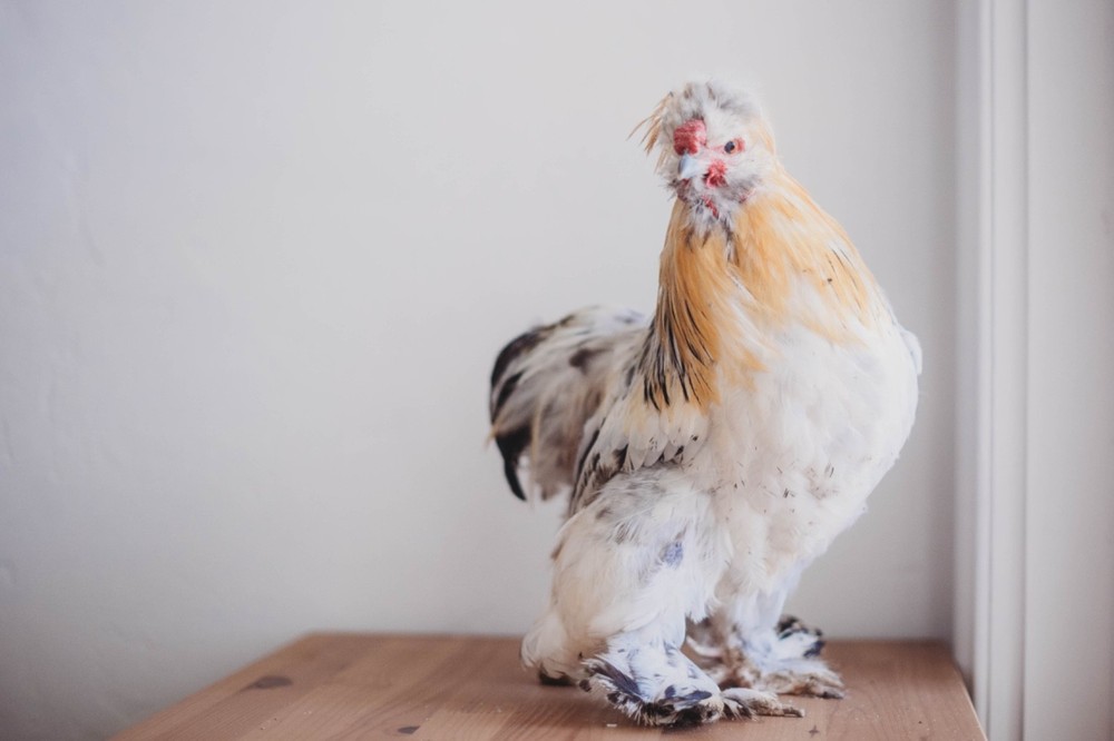 A Dozen Silkie Hatching Eggs