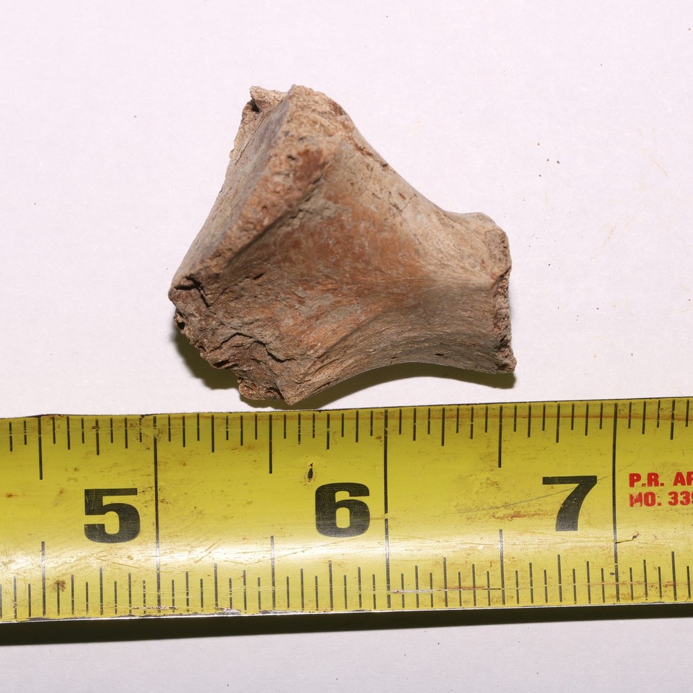 Vertebra Process - Dinosaur Fossil Authentic Cretaceous Hell Creek Formation