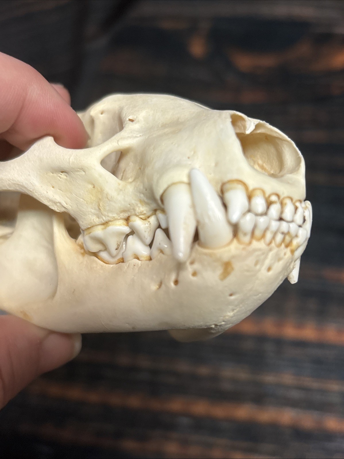 Real XL Badger Skull Unique Gift Halloween Craft Animal Mount Art Model Head Odd