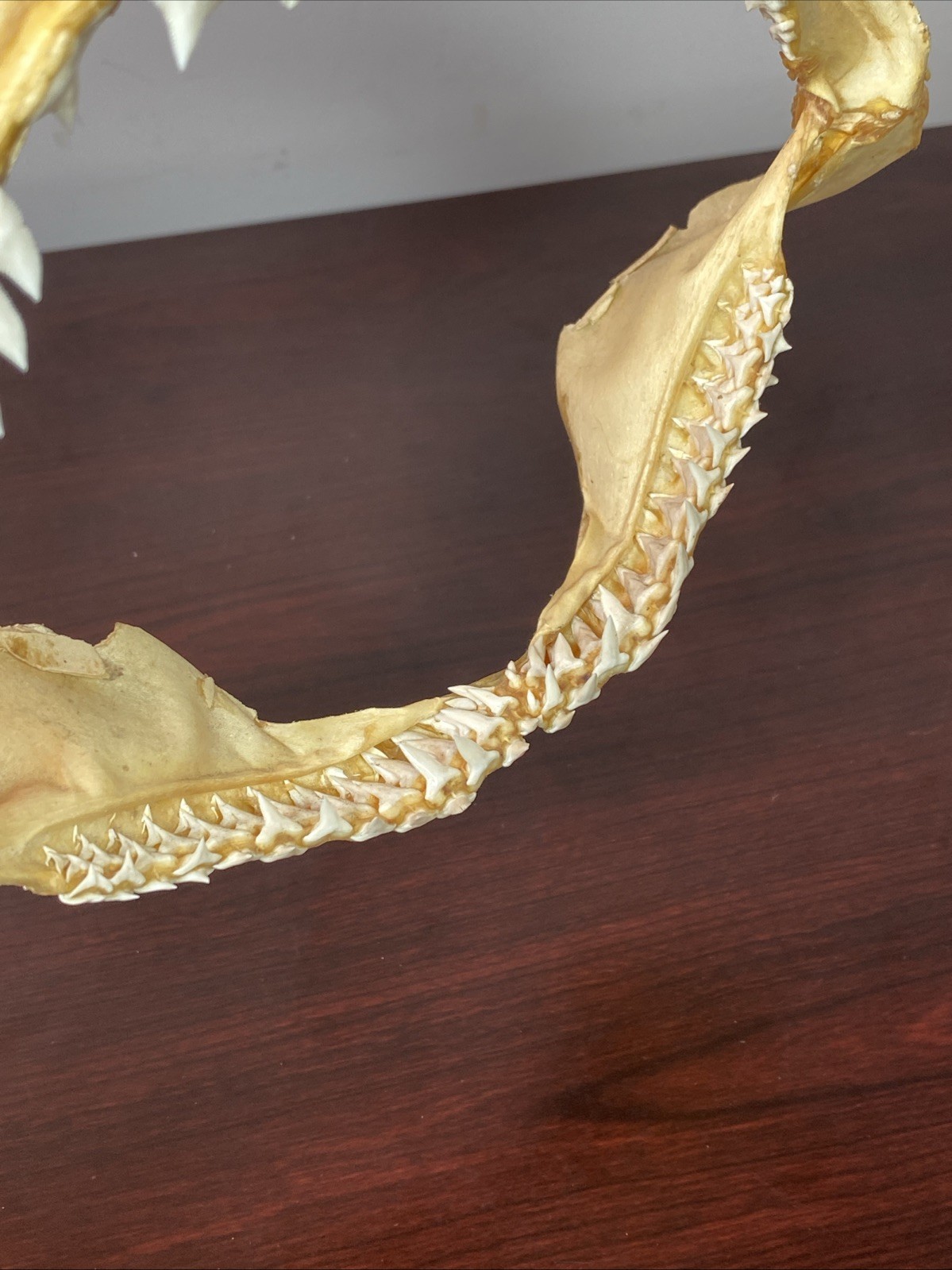 Vintage Bull Shark Jaw Taxidermy 4 Rows Of Teeth 9.5” Wide x6.25” Nautical Decor