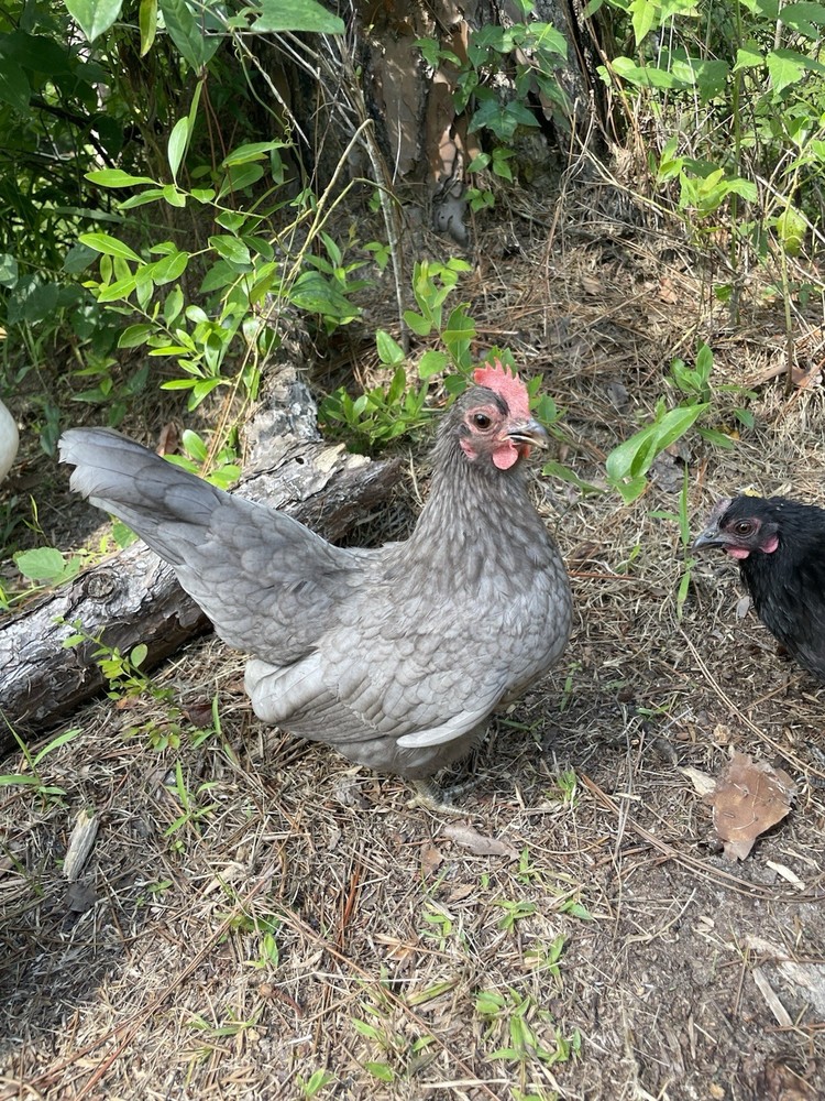 9 Serama Hatching eggs - Mixed Bloodlines