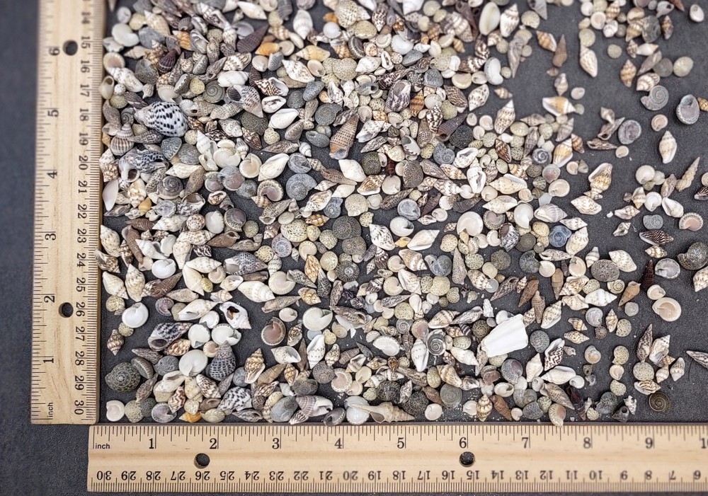 Extra Tiny Seashell Assorted Ocean Mix (approx. 1 cup of shells 0.25+ inches)