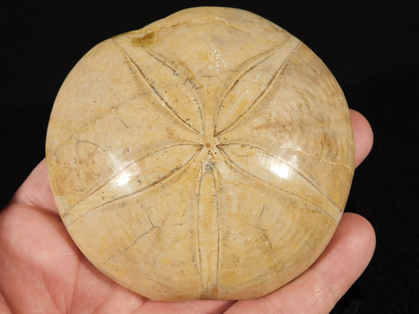 Big! Polished 150 Million Year Old! SAND DOLLAR Fossil Madagascar 219gr