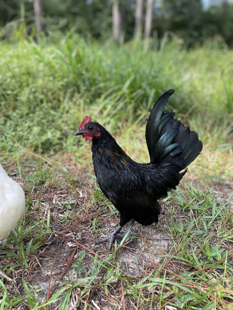 9 Serama Hatching eggs - Mixed Bloodlines