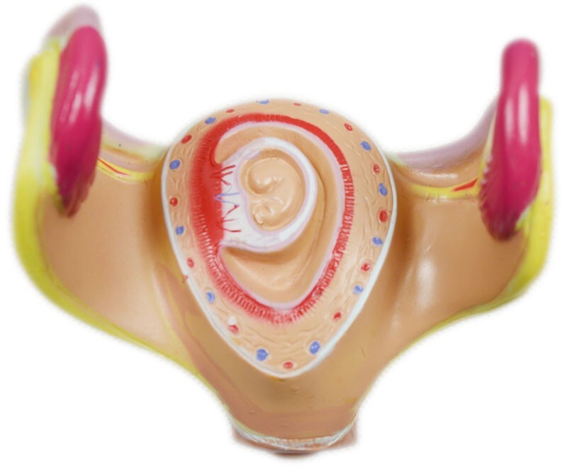 Human Anatomical Teaching Model PVC Embryo Development Process Education
