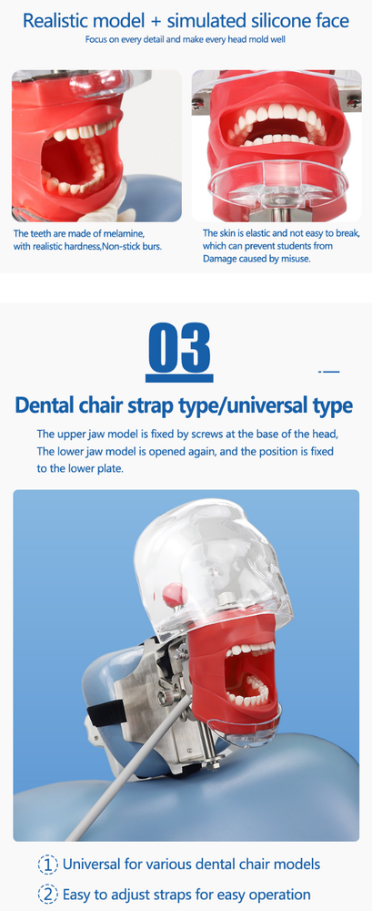 Dental Simulator Phantom Head Model for Education Training Practice US STOCK