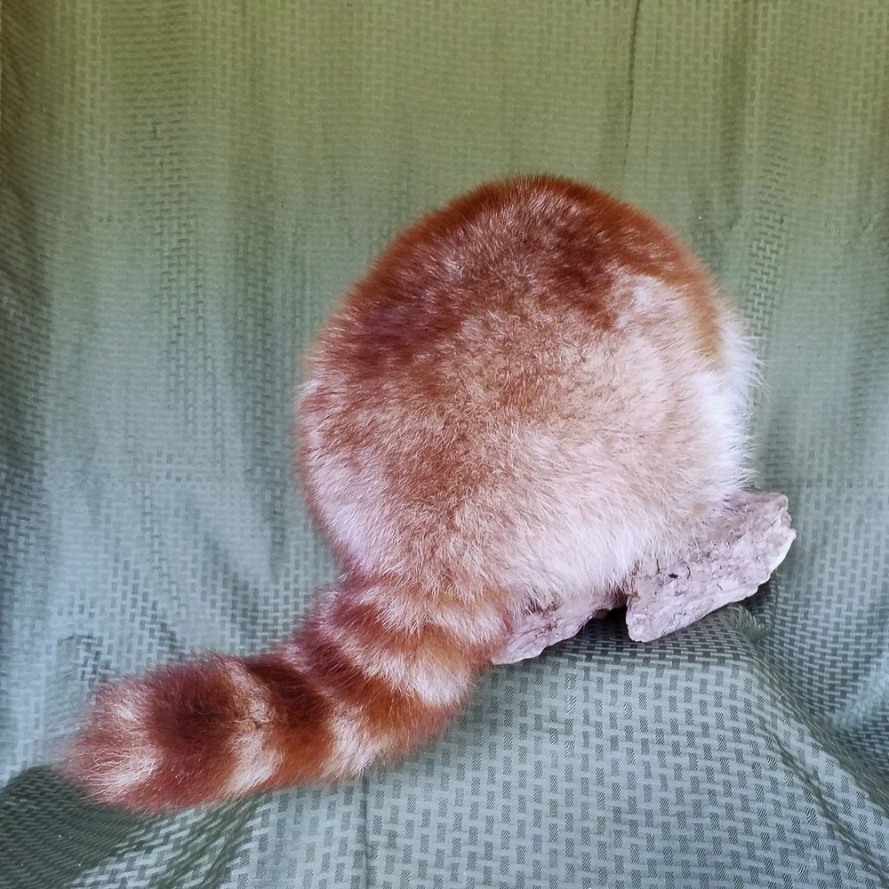 Unique Copper Colored Raccoon - RARE