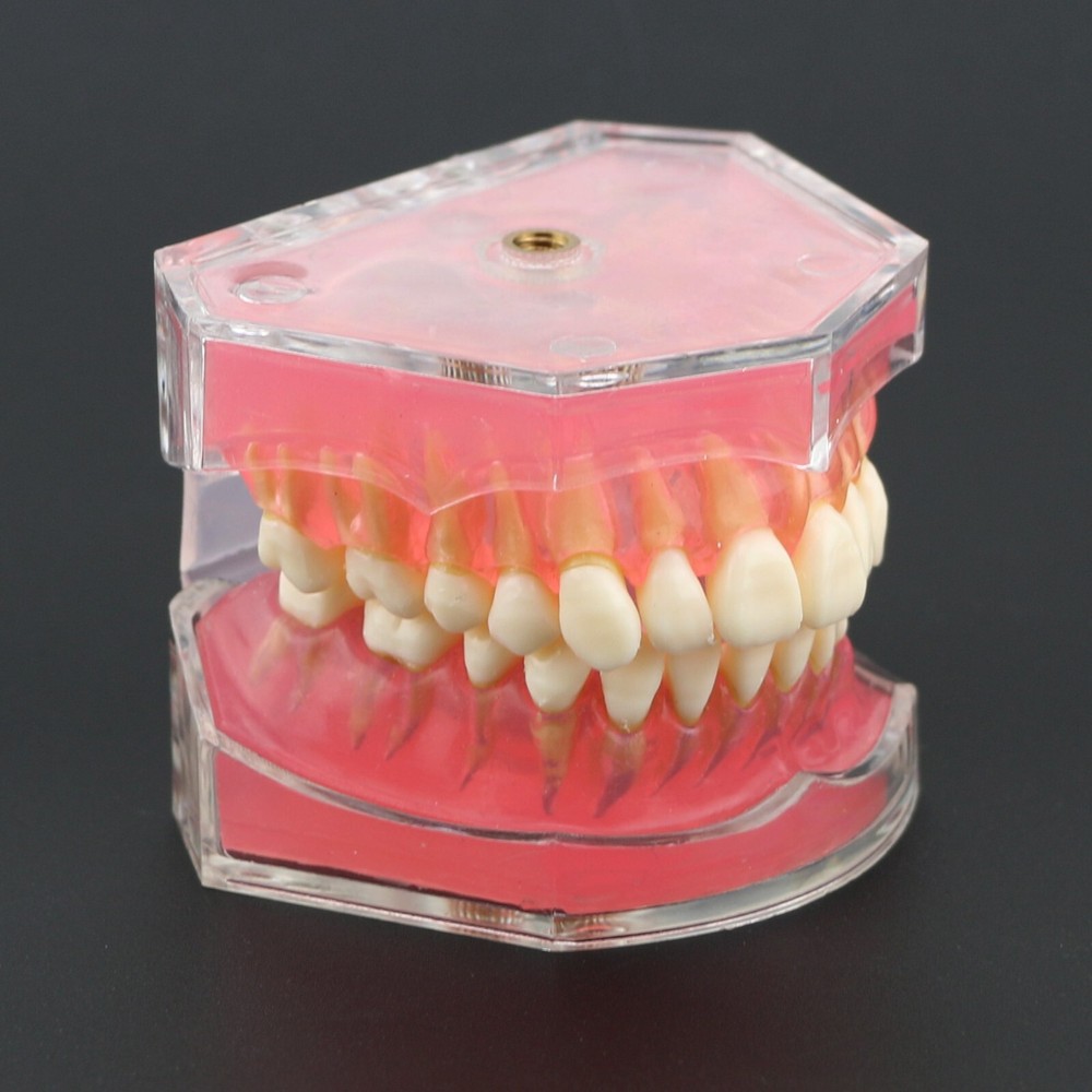 Dental Typodont Practice Study Standard Teeth Model 28 Pcs Removable Teeth M7008